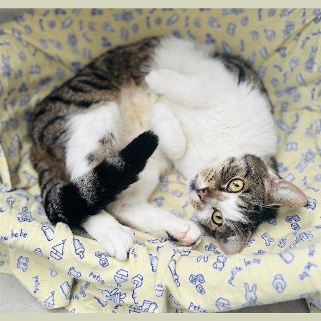 Photo of Rocky