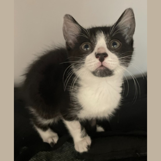 Photo of Nessa *Available At Pet Stock Birkenhead Point*