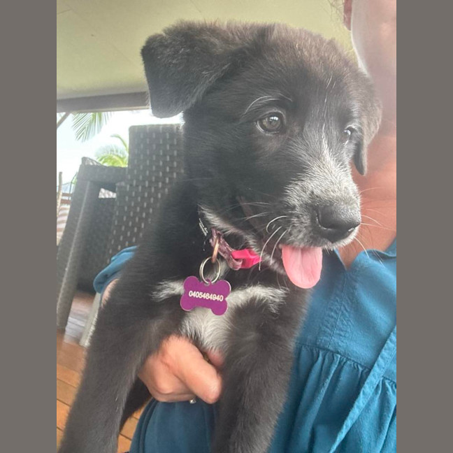 Photo of Piper