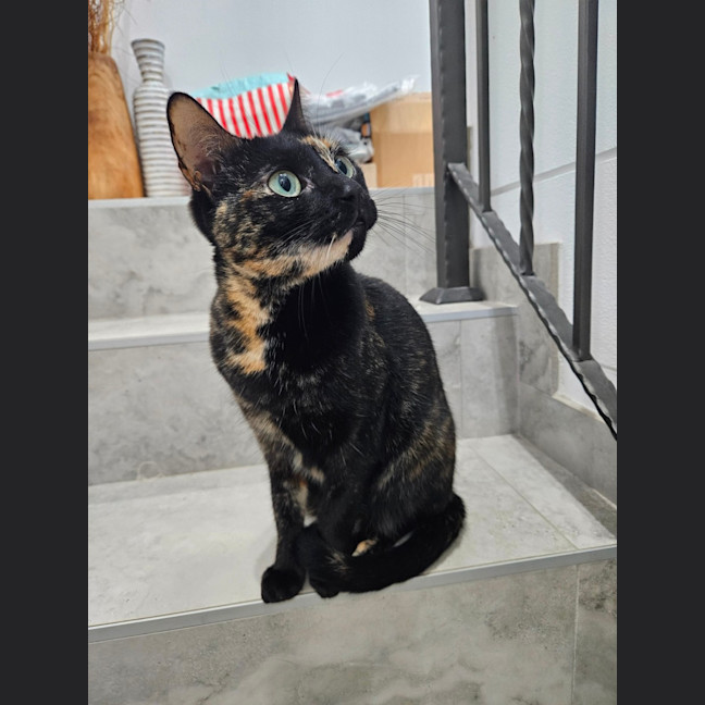 Photo of Meowie