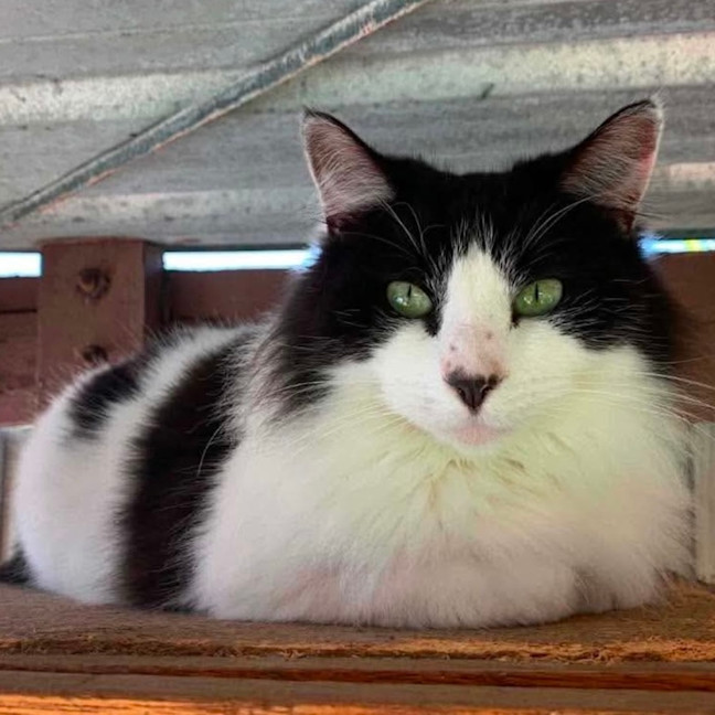 Photo of Puss 