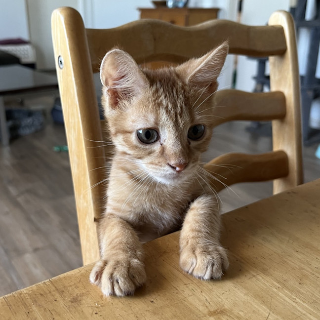 Photo of Fanta