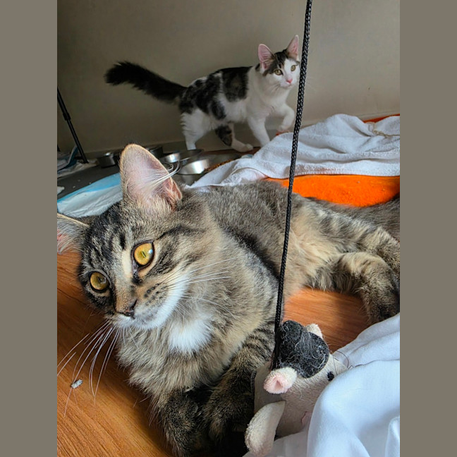 Photo of Tommy Tickle Mouse