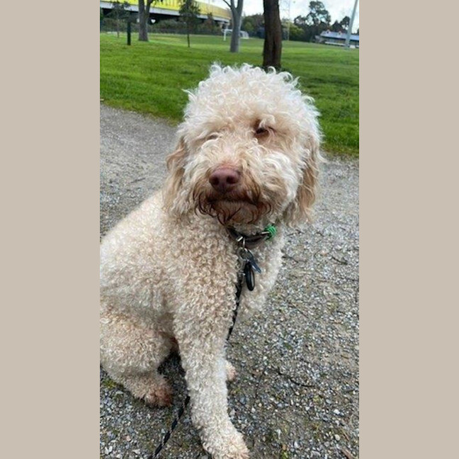 Photo of Gnocchi Russelton