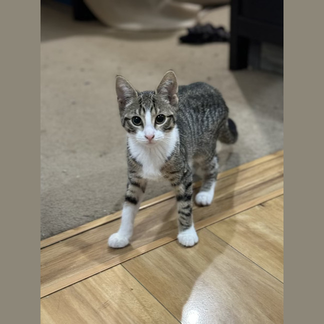 Photo of Alex   4 Month Old Domestic Short Hair