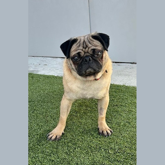 Photo of Angus