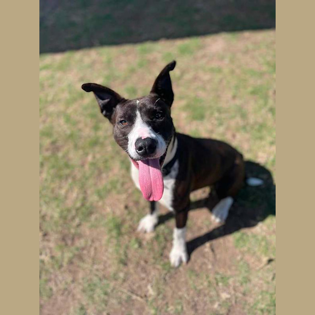 Photo of Toby