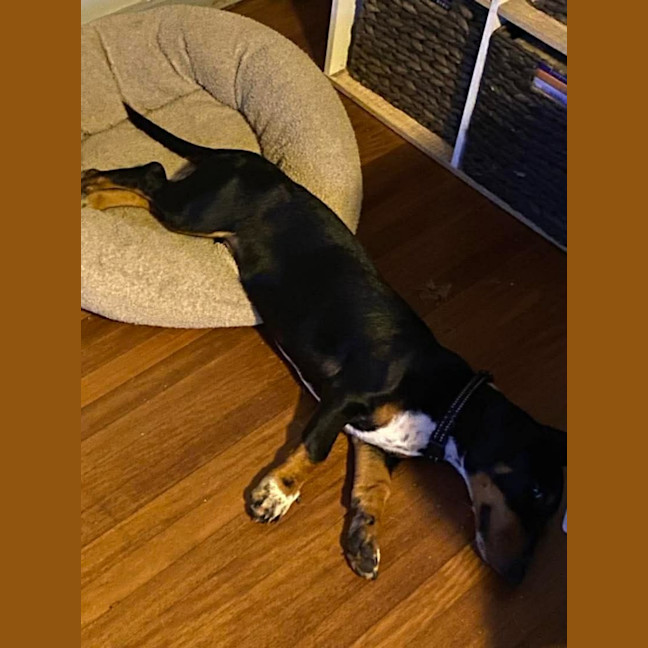Photo of Strudel