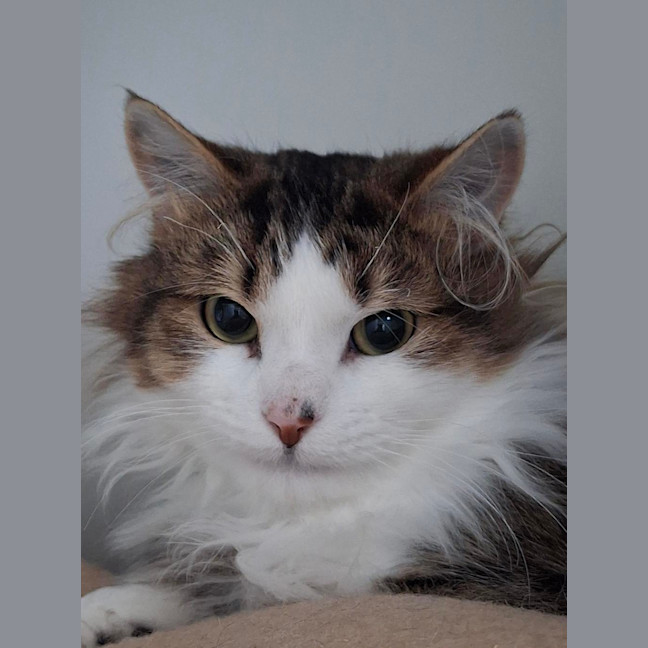 Photo of Chex