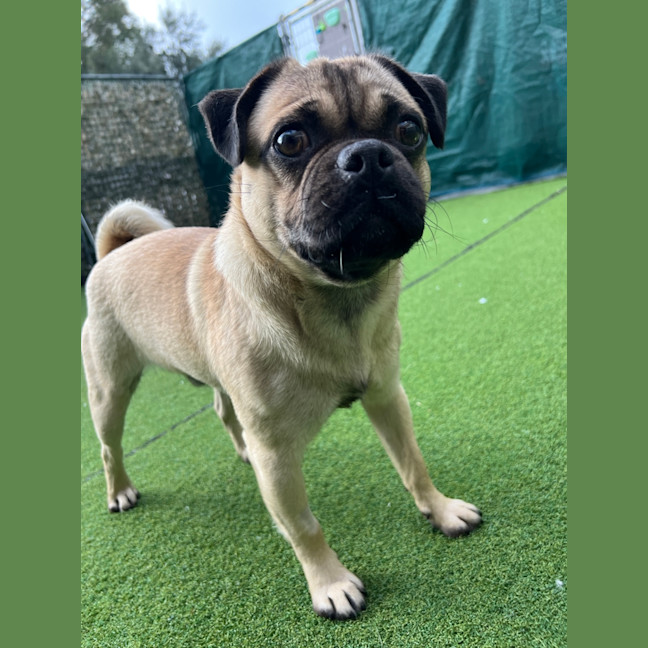Photo of Pugsley