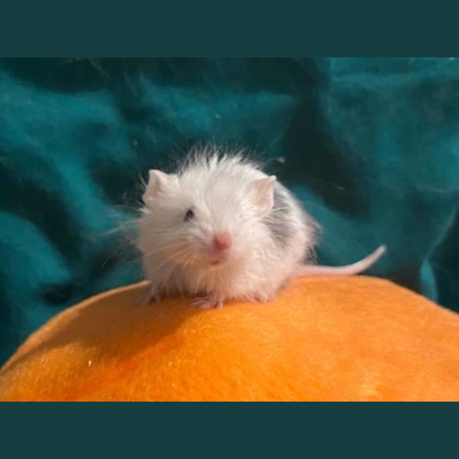Photo of Little Swiss