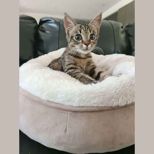 Photo of Eddy   In Foster Care In Ashburton