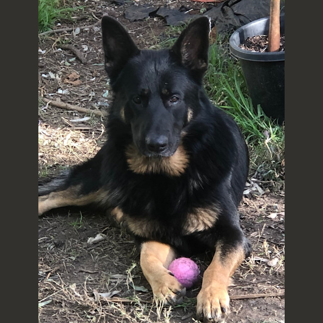 Photo of Max