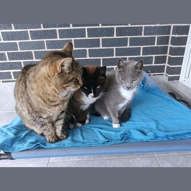 Photo of Misty,Stella And Bella