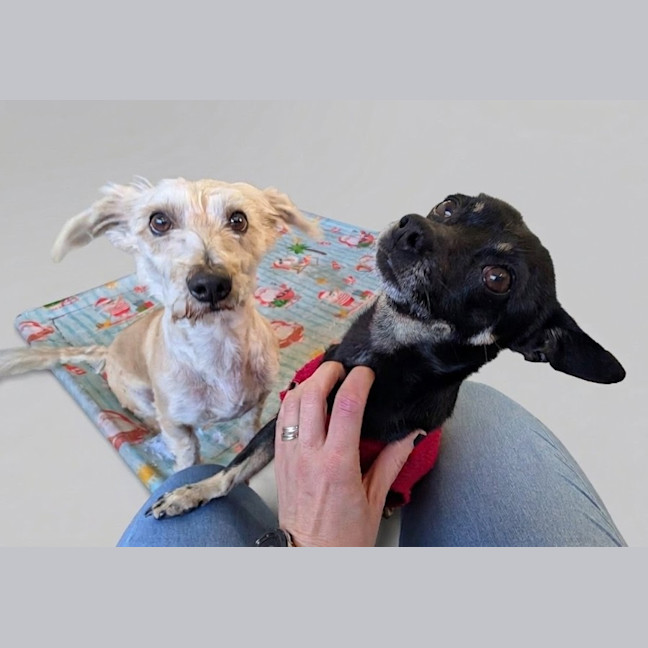 Photo of Tank & Bato