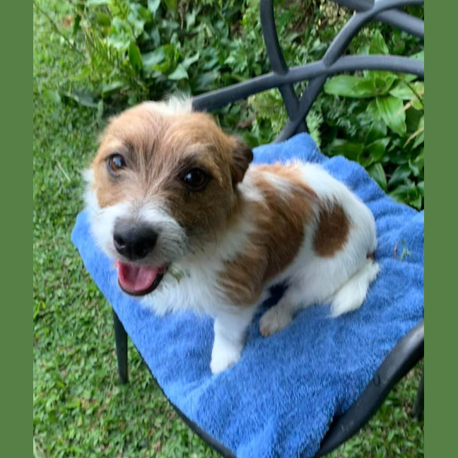 Photo of Scruffy