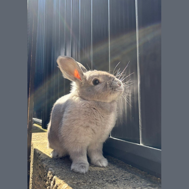 Photo of Kiwi