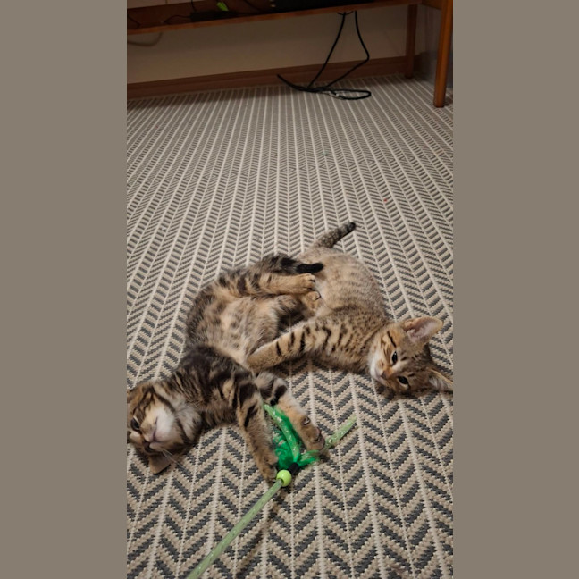 Photo of Paprika