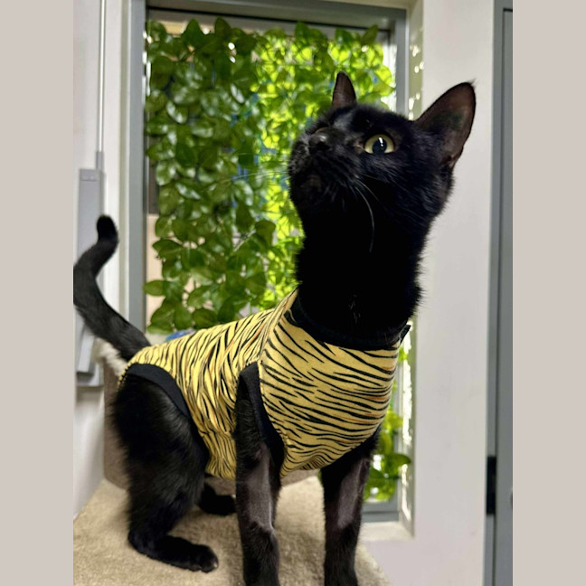 Photo of 🍱 Inari 6303 🍱