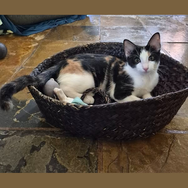 Photo of Olive