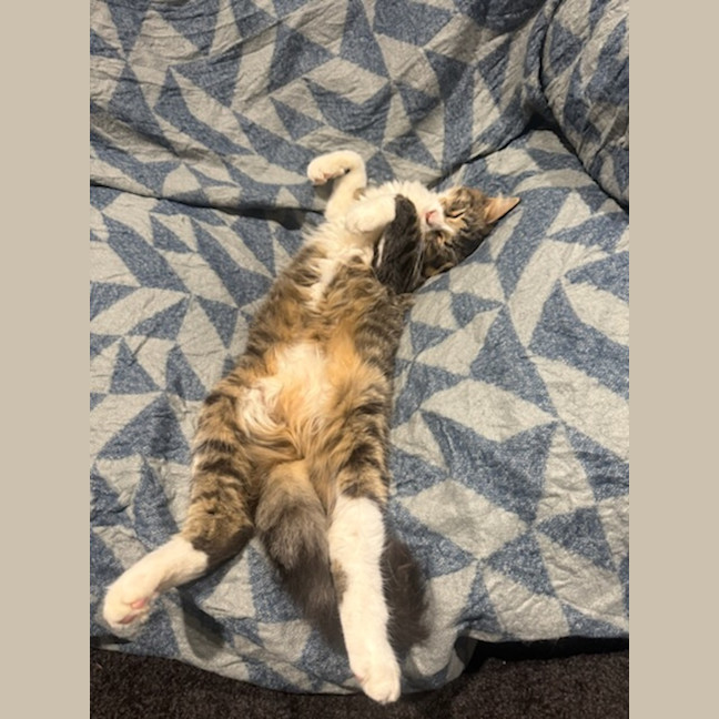 Photo of Chucky *9 Lives Project Rescue*