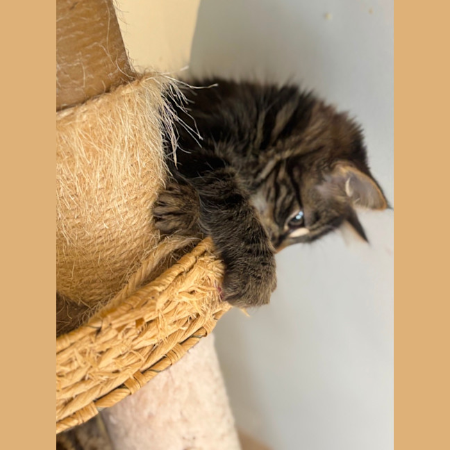 Photo of Buddy Meet Me@Petstock Hastings Store