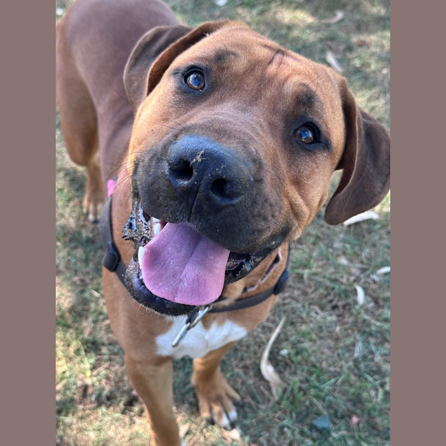 Photo of Big Boy