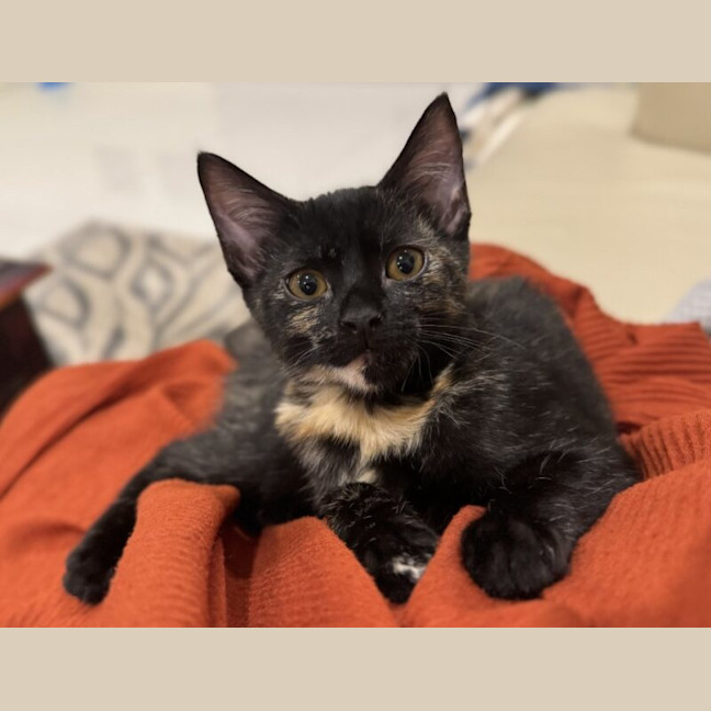 Photo of Amai