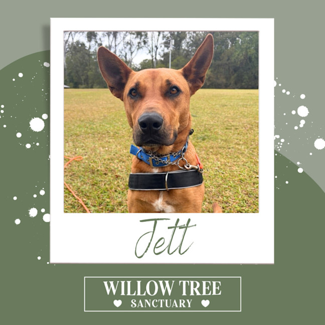Photo of Jett