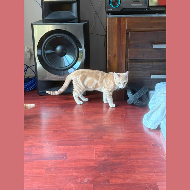 Photo of Cheezel & Milo