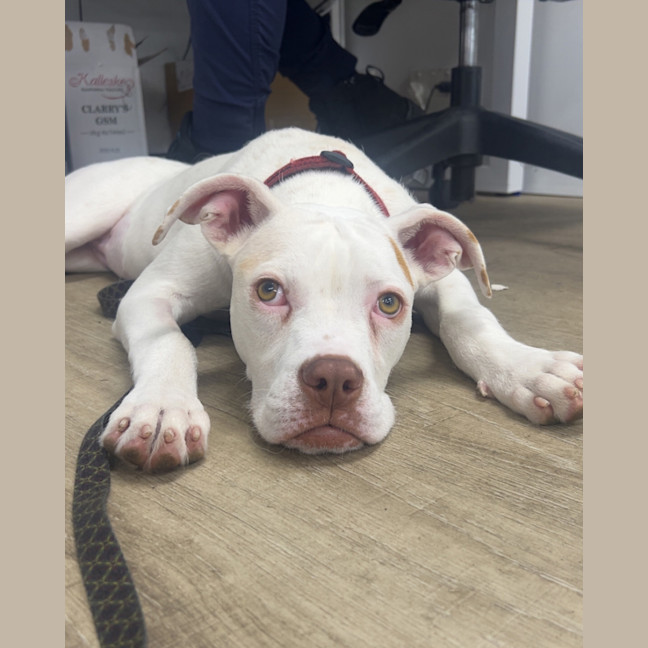 Photo of Polka