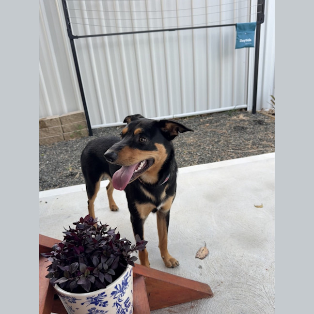 Photo of Rasem   10 Month Old Kelpie