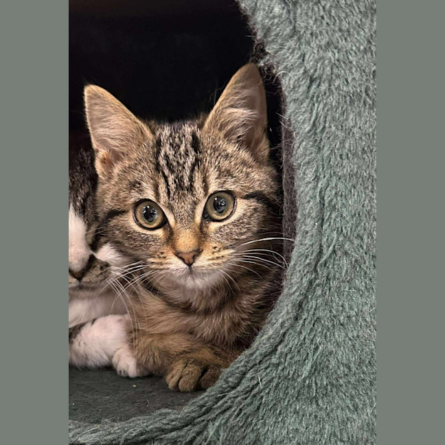 Photo of ✨ Murphy 6039 ✨