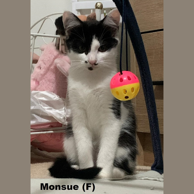 Photo of Monsue