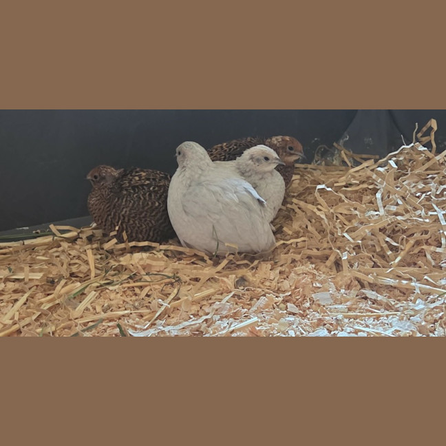 Photo of Blossom, Clover, Meadow & Fern
