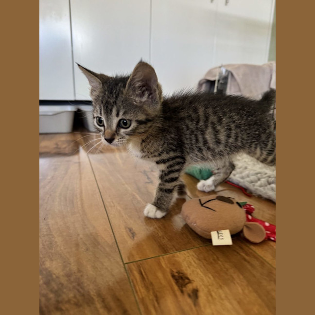 Photo of Jackson   Available 5/1/2026