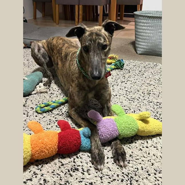 Photo of Tyson, The Greyhound