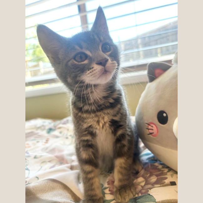 Photo of Grover