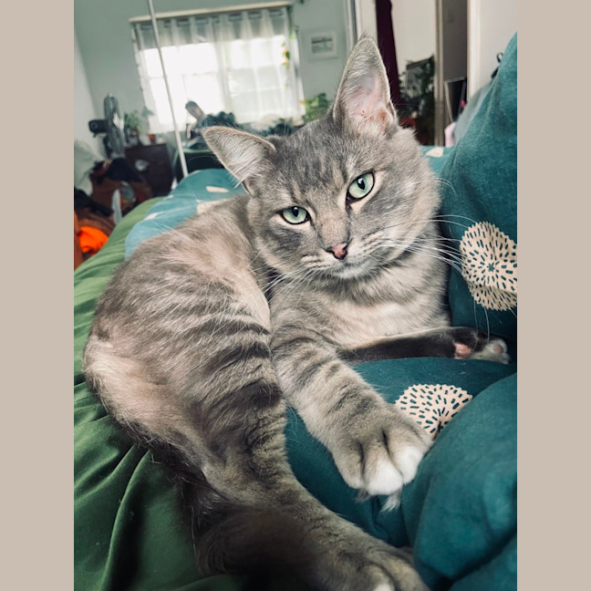 Photo of Shadow