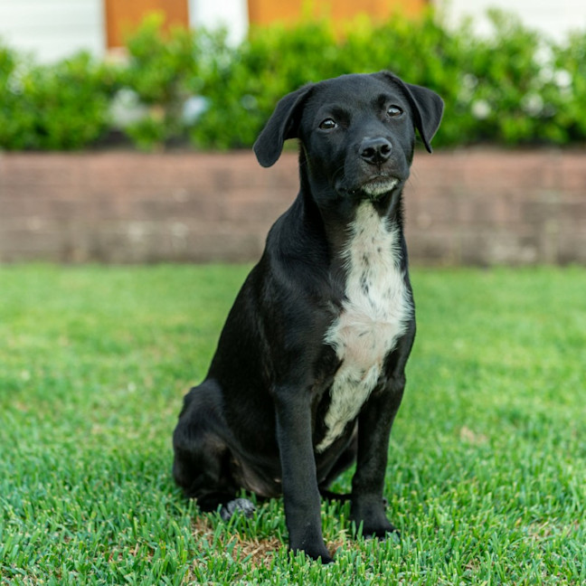 Photo of Dova