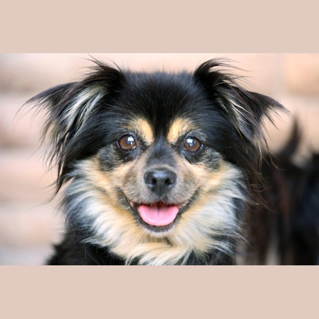 Photo of Kimchi And Kizha Newhaven