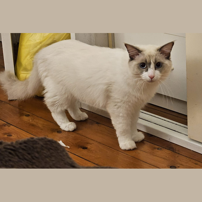 Photo of Shiro