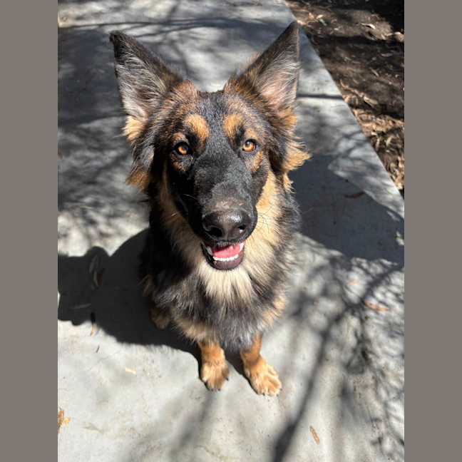 Photo of Lewie Wagger Of Tails (Frank)