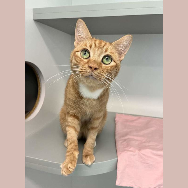 Photo of Ginger