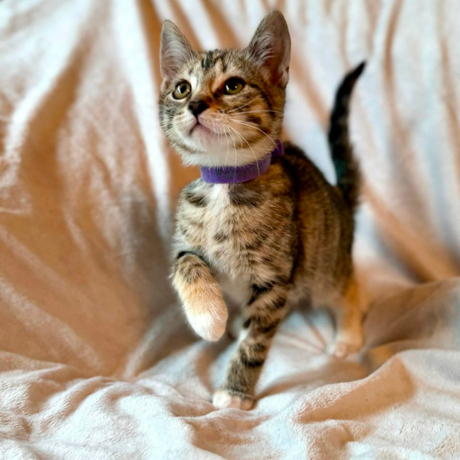 Photo of Lamington   In Foster Care In Bentleigh East