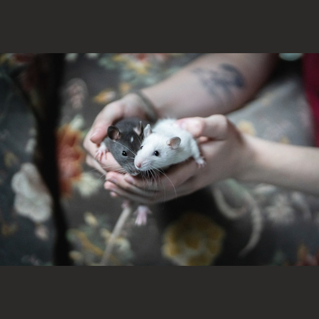 Photo of Seagull And Roach