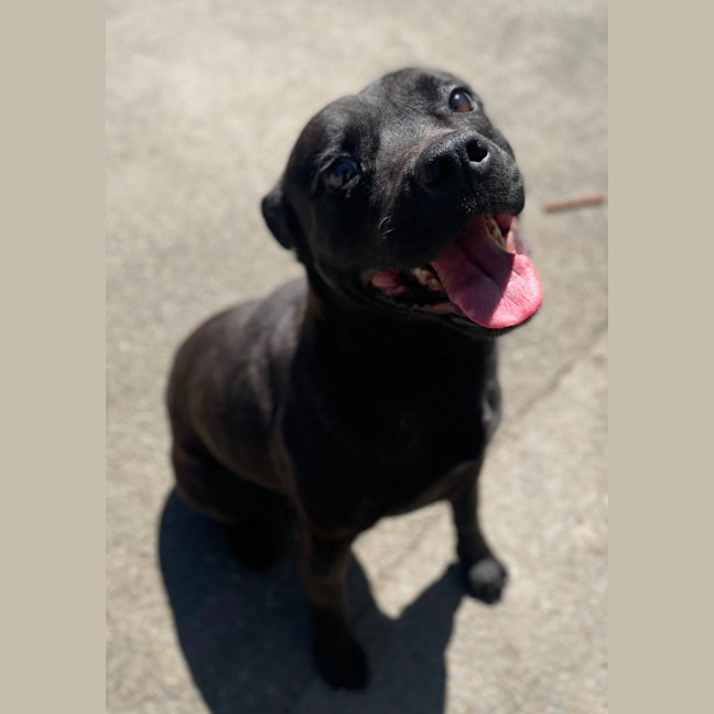 Photo of Mr. Biscuit