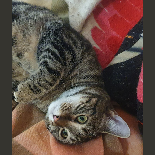 Photo of Shanti