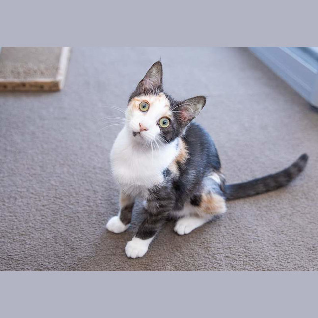 Photo of Tilly