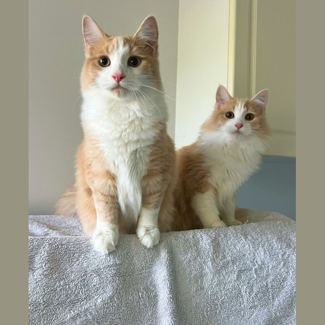 Photo of Tommy & Jerry